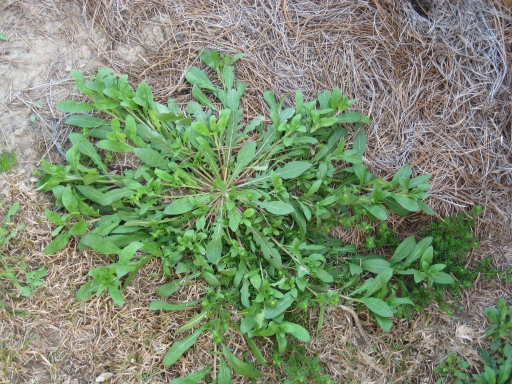 Centipede preemergent Lawn Care Forum